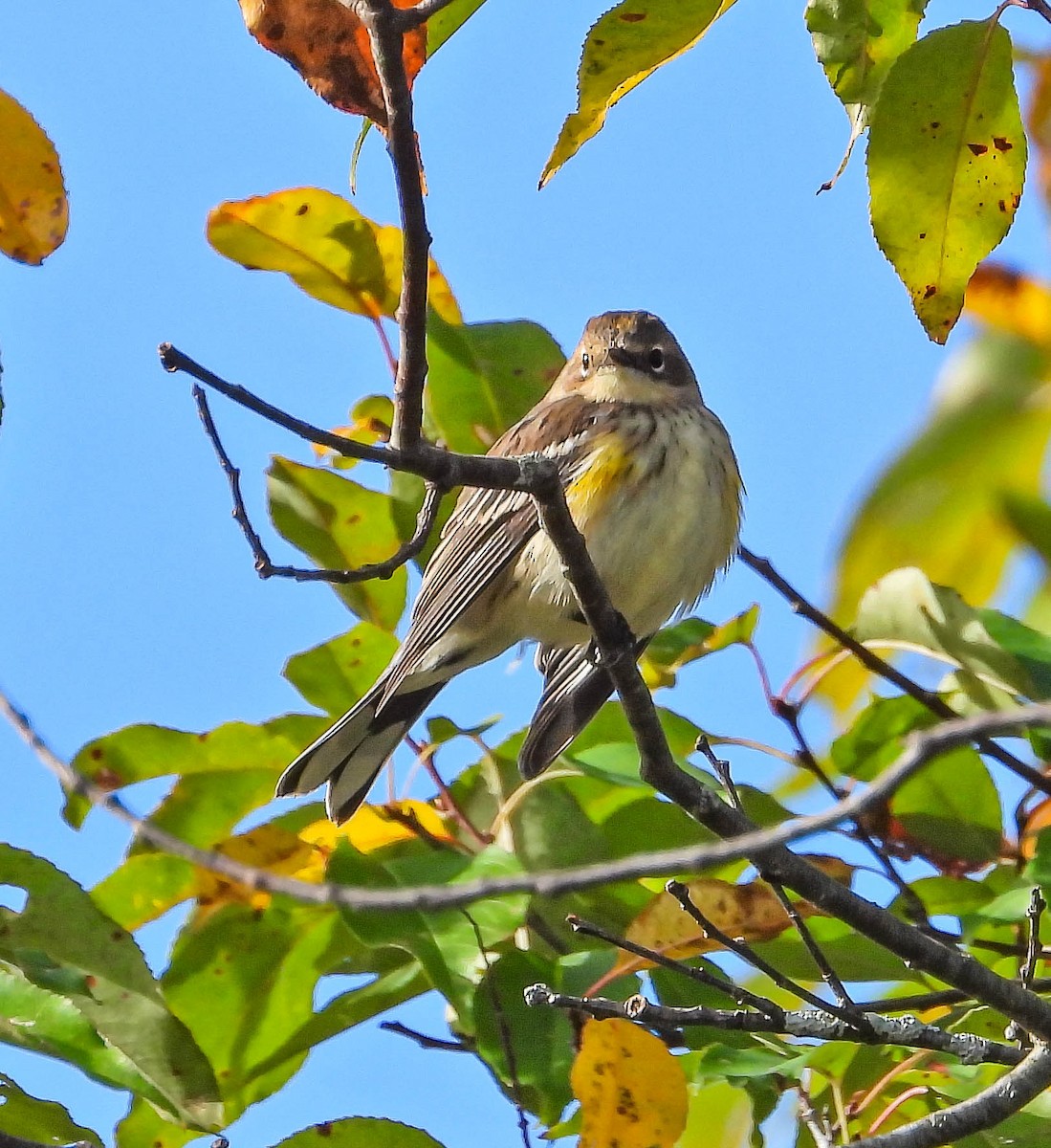 Yellow-rumped Warbler - ML642830633