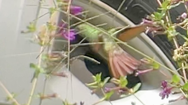 Berylline Hummingbird - ML642830636
