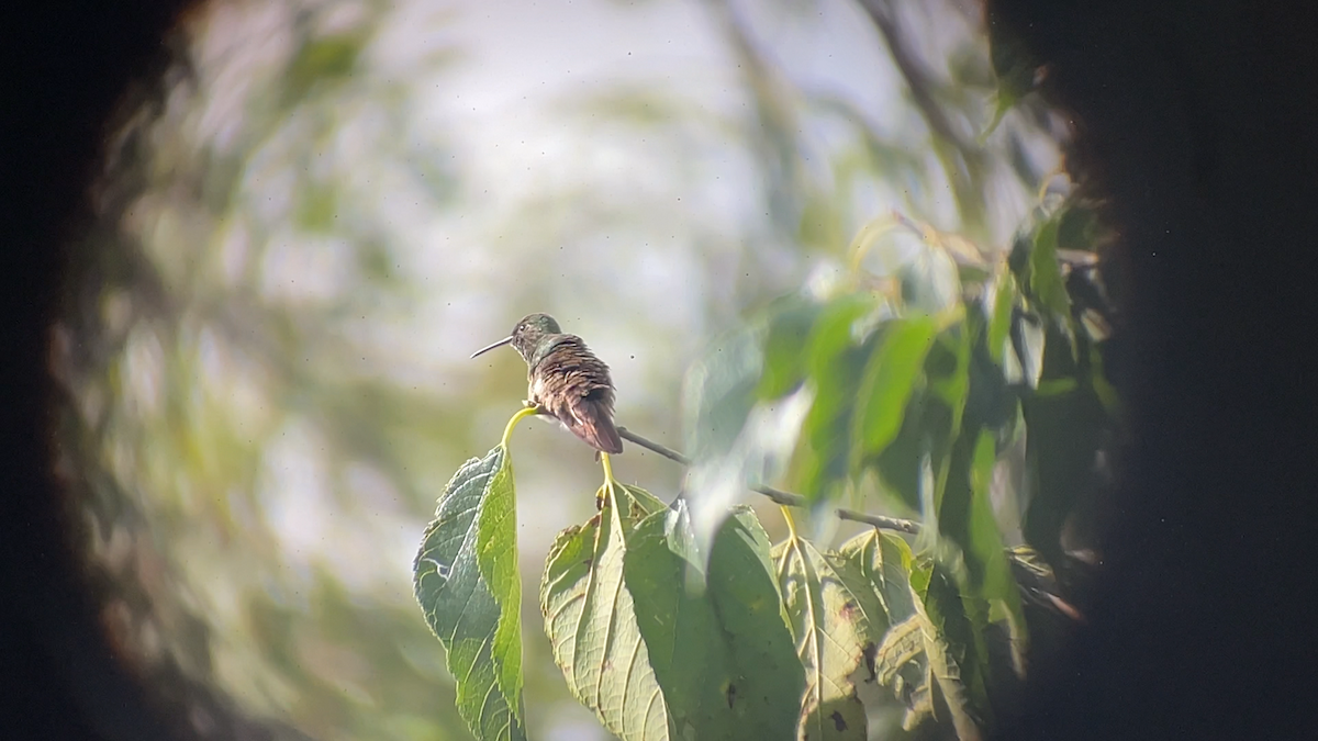 Berylline Hummingbird - ML642830637