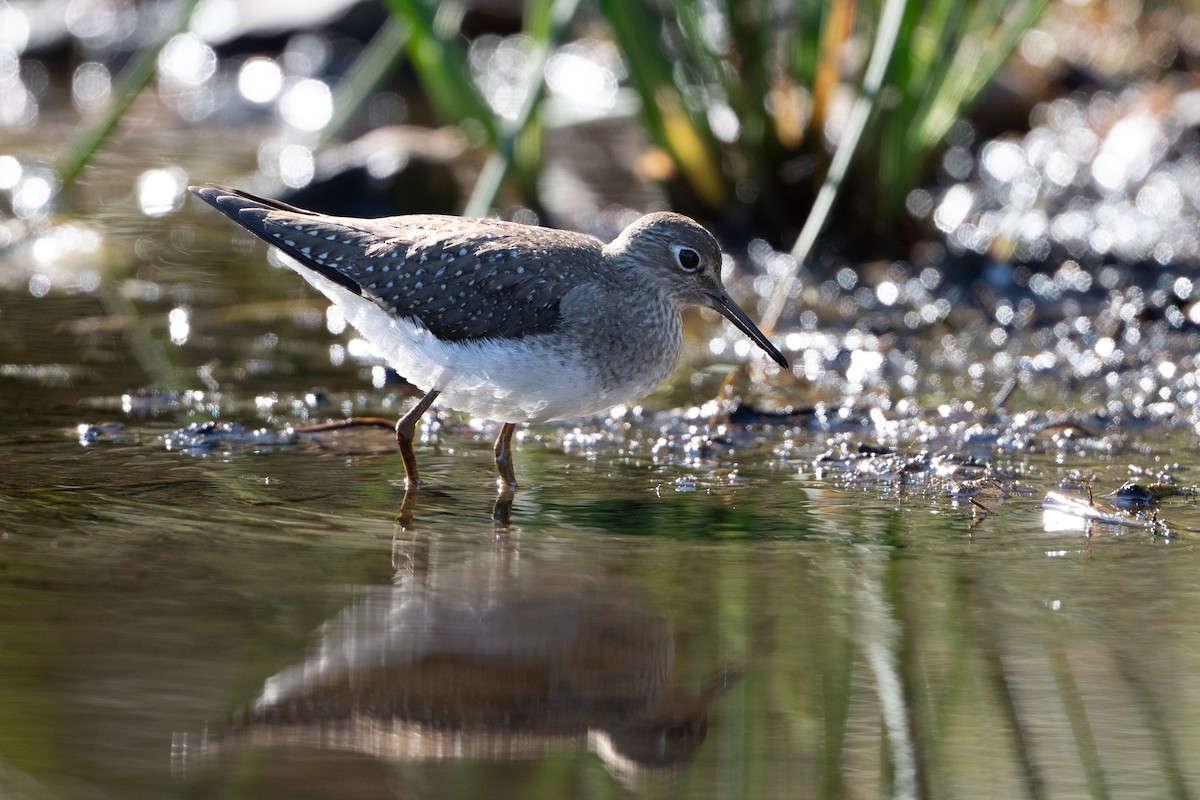 Solitary Sandpiper - ML642830640