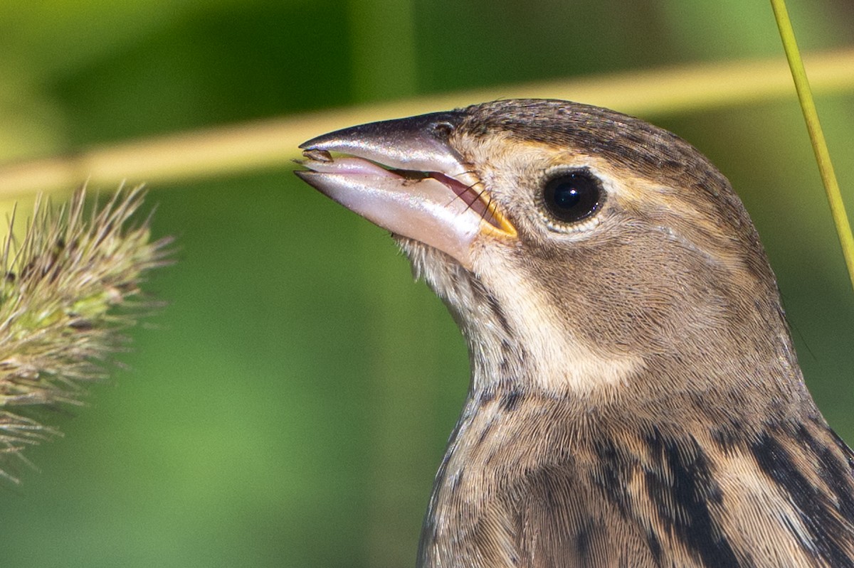 Dickcissel - ML642830663