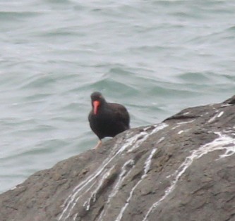 Black Oystercatcher - ML642830675