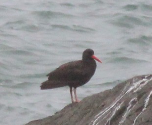 Black Oystercatcher - ML642830676