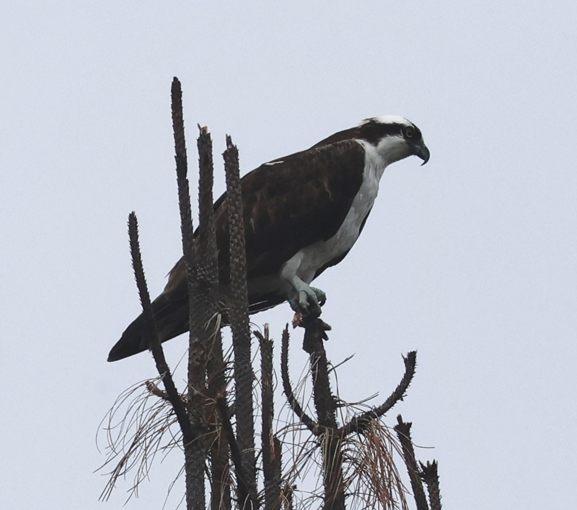 Osprey - ML642830687