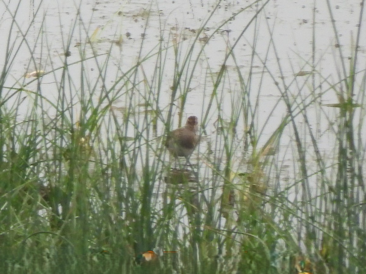 Graubrust-Strandläufer - ML642830703