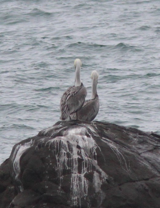 Brown Pelican - ML642830708
