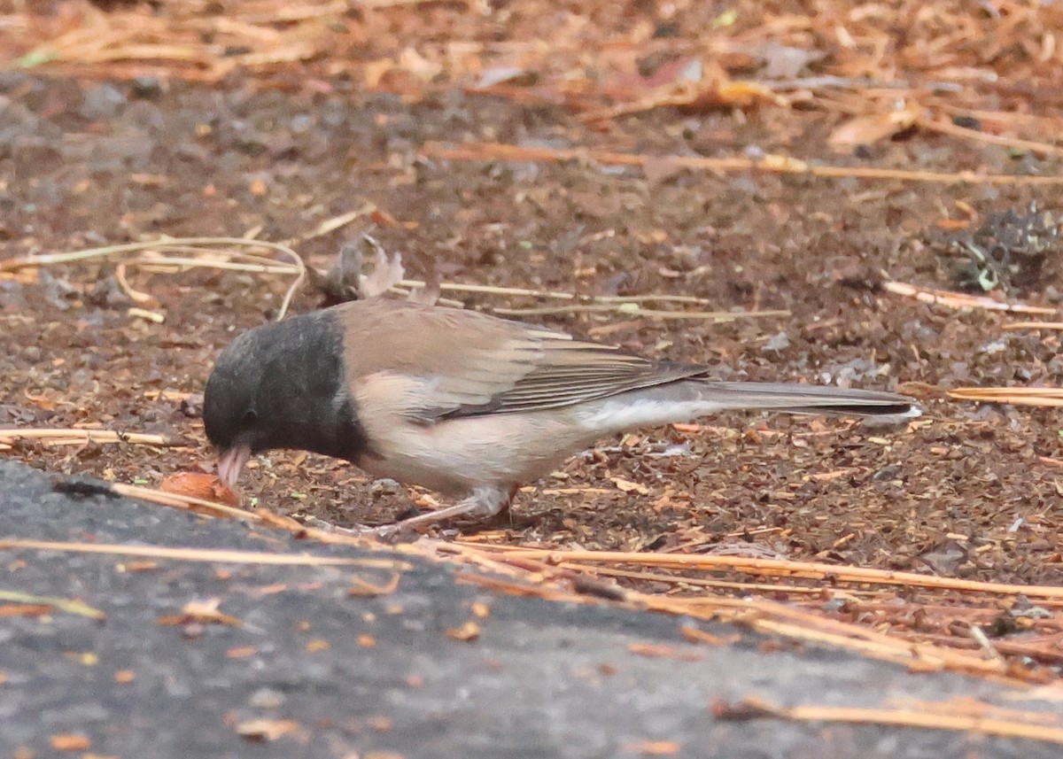 Dark-eyed Junco (Oregon) - ML642830710