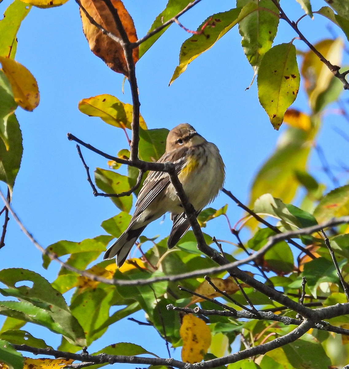 Yellow-rumped Warbler - ML642830727