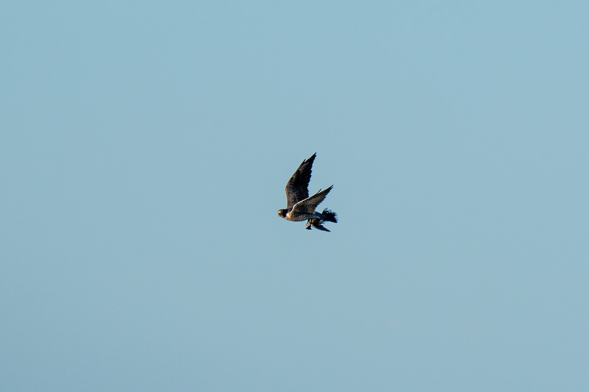 Peregrine Falcon - ML642830740