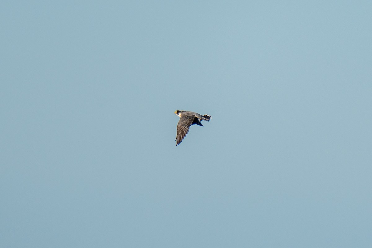 Peregrine Falcon - ML642830741