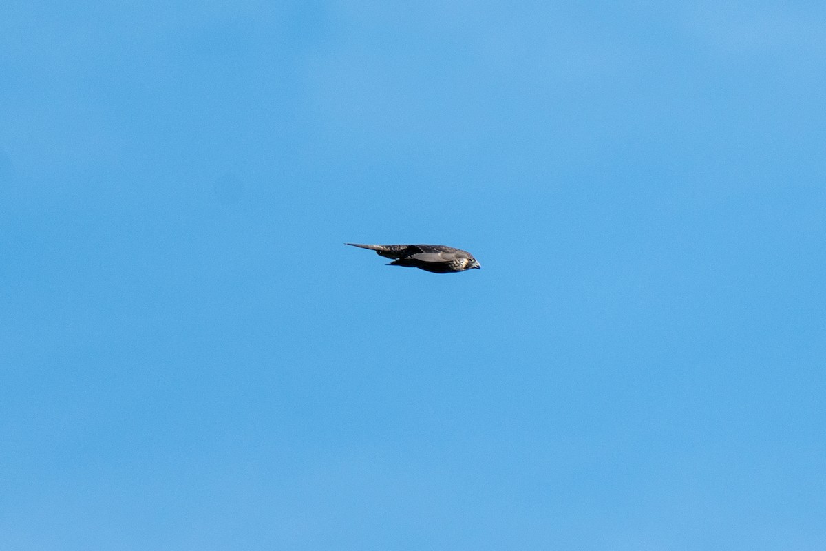 Peregrine Falcon - ML642830742