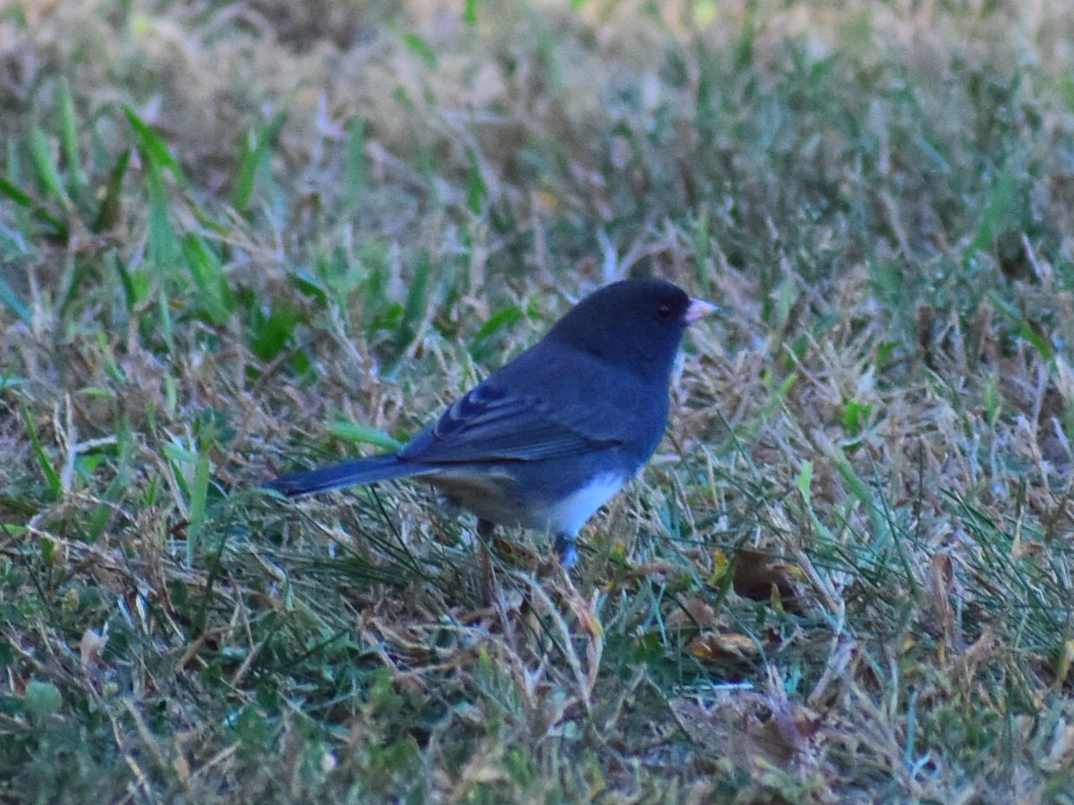 Dark-eyed Junco - ML642830750