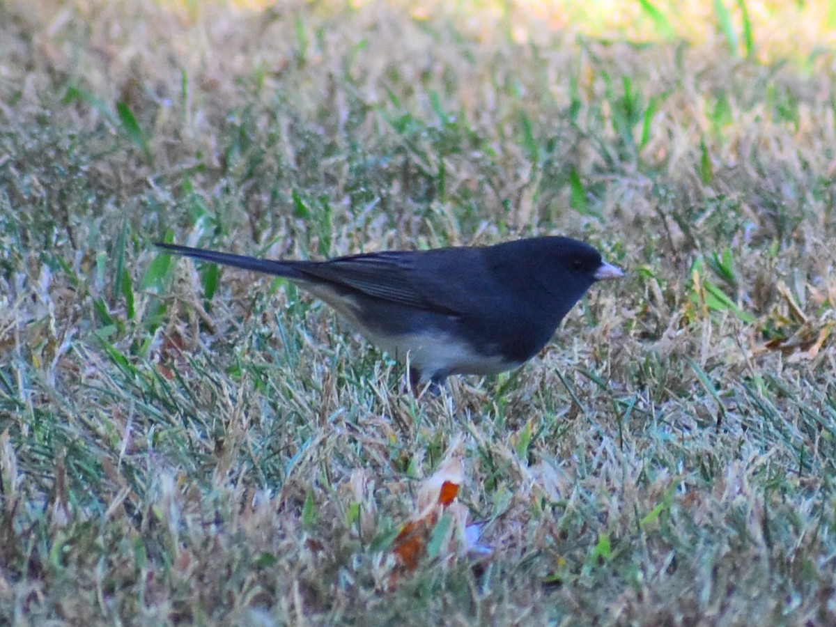 Dark-eyed Junco - ML642830751