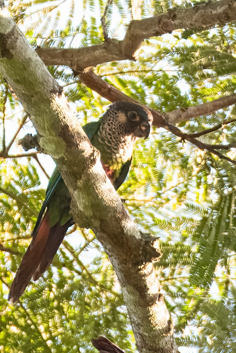 pyrura paráský (ssp. amazonum) - ML642830752