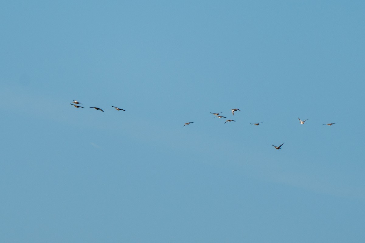 American Wigeon - ML642830753