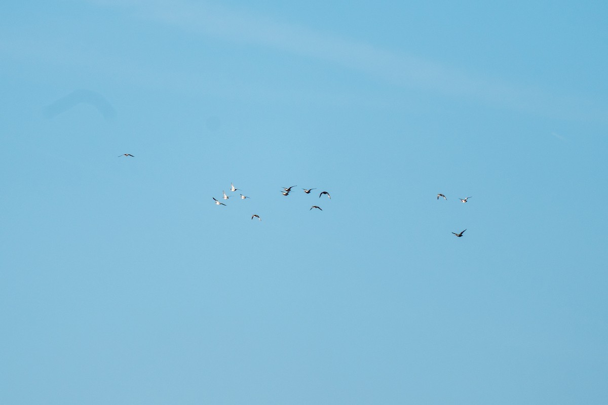 American Wigeon - ML642830756