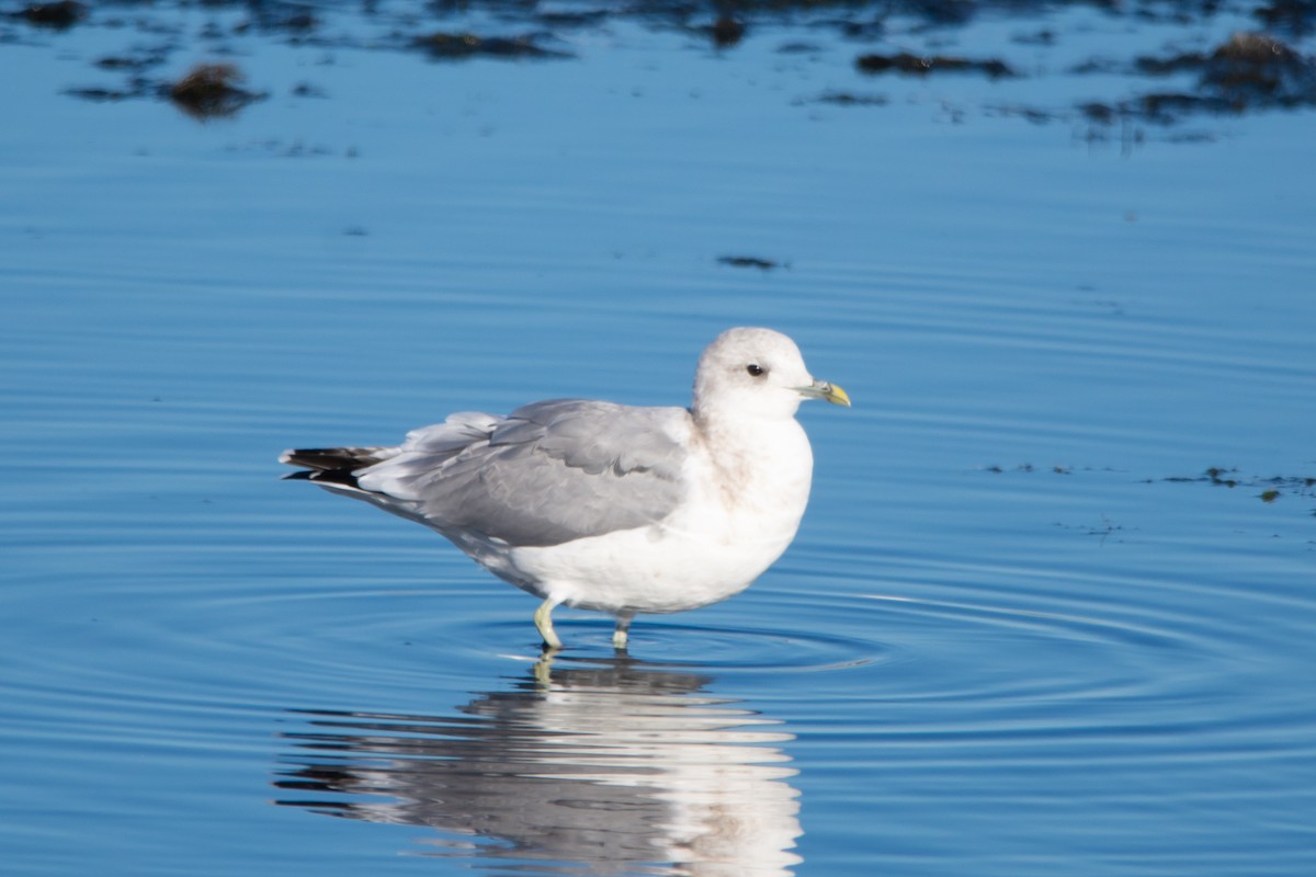 Short-billed Gull - ML642830757