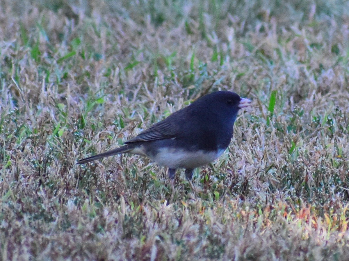 Dark-eyed Junco - ML642830759