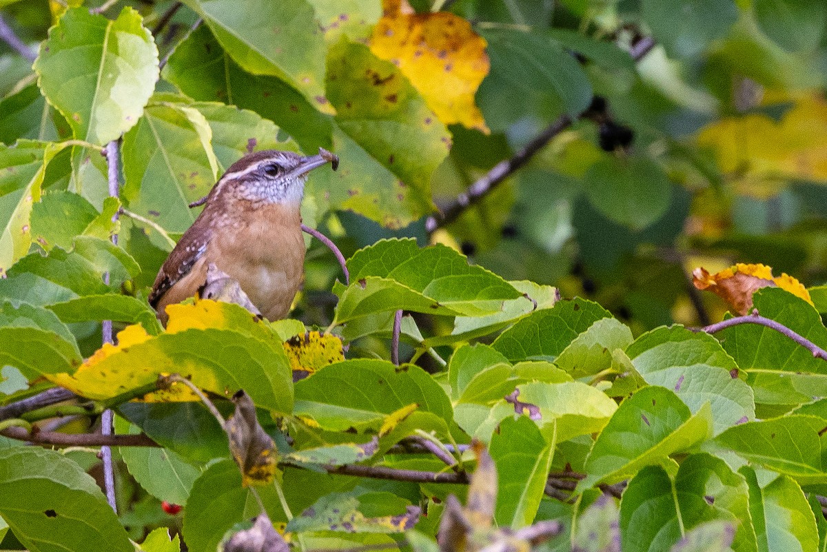 Carolina Wren - ML642830769