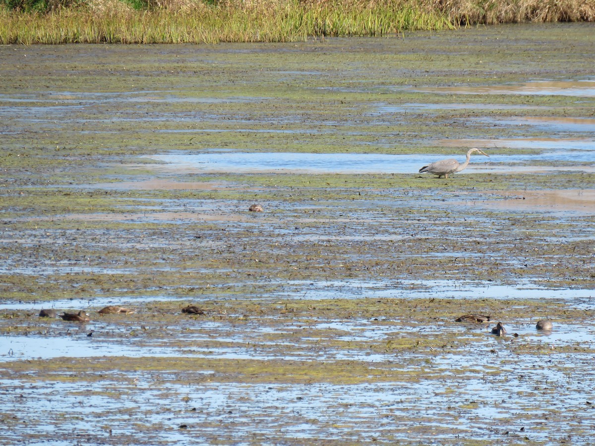 Great Blue Heron - ML642830776