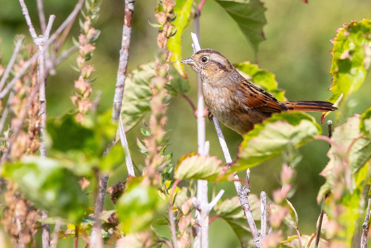 Swamp Sparrow - ML642830779