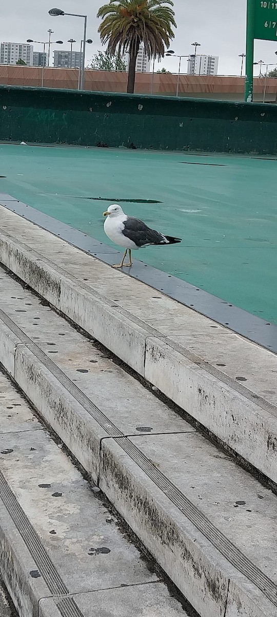 Lesser Black-backed Gull - ML642830791