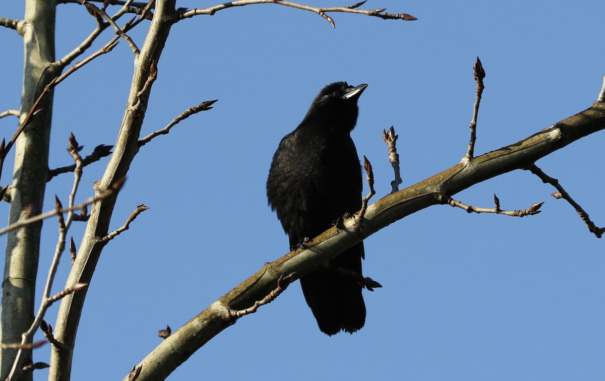 American Crow - ML642830793