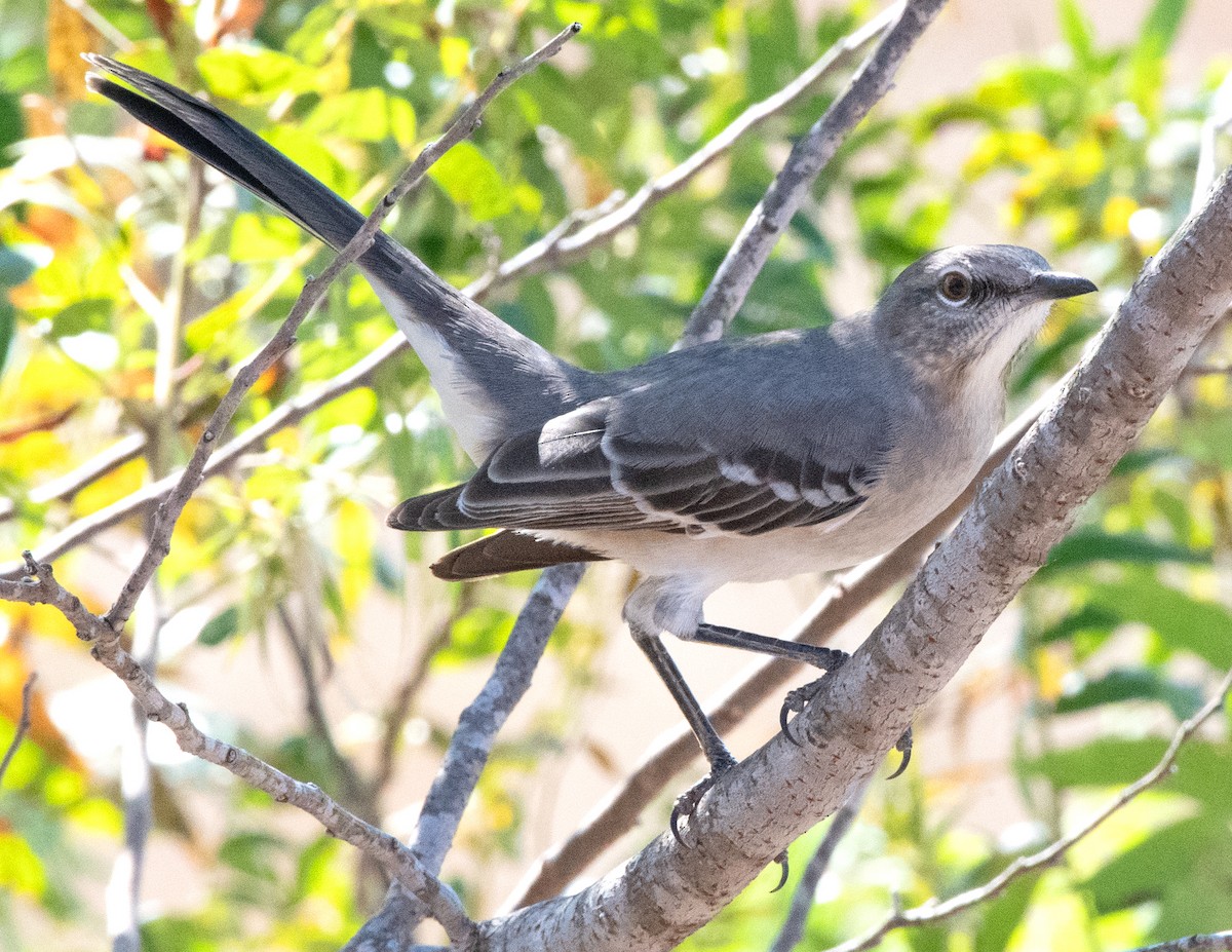 Northern Mockingbird - ML642830809