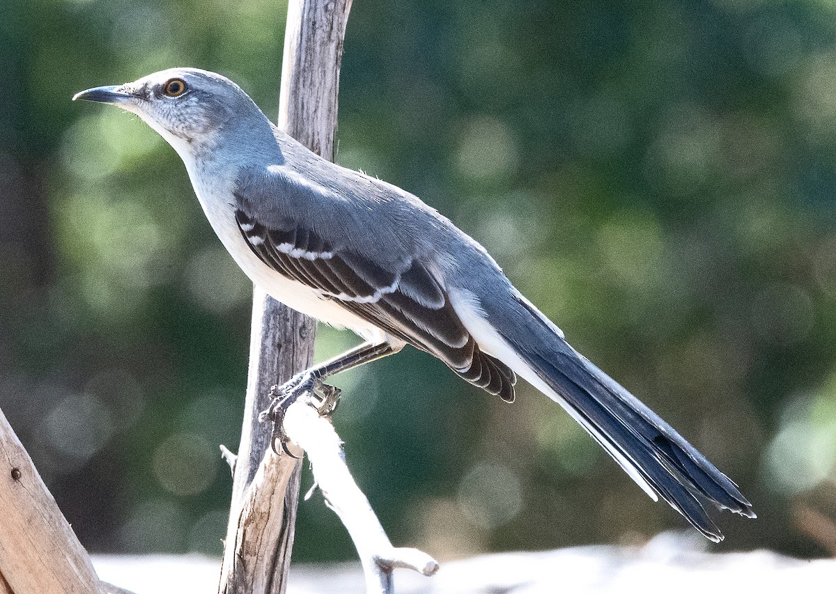 Northern Mockingbird - ML642830810