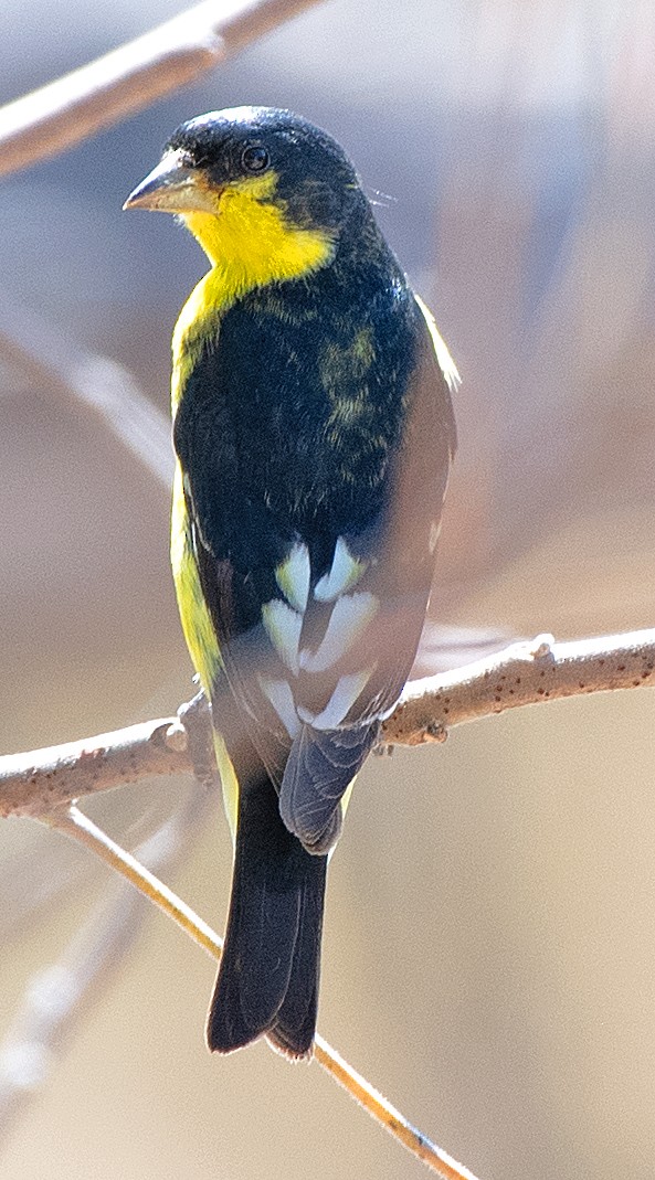 Lesser Goldfinch - ML642830817