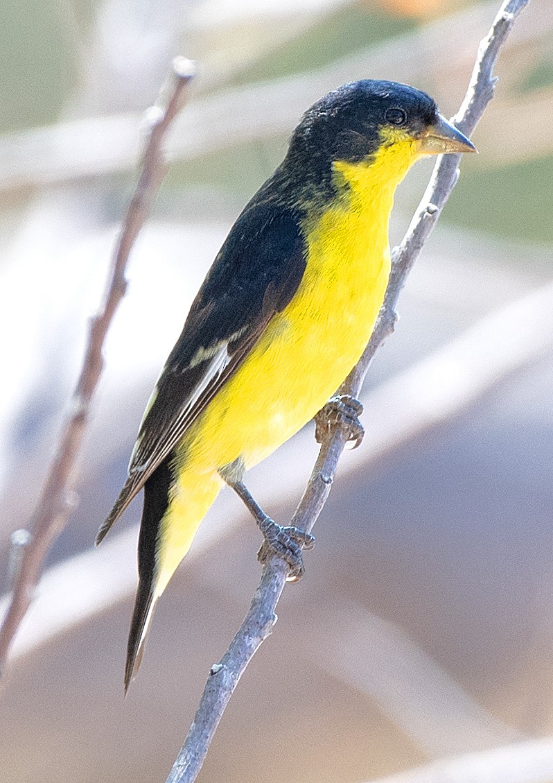 Lesser Goldfinch - ML642830818