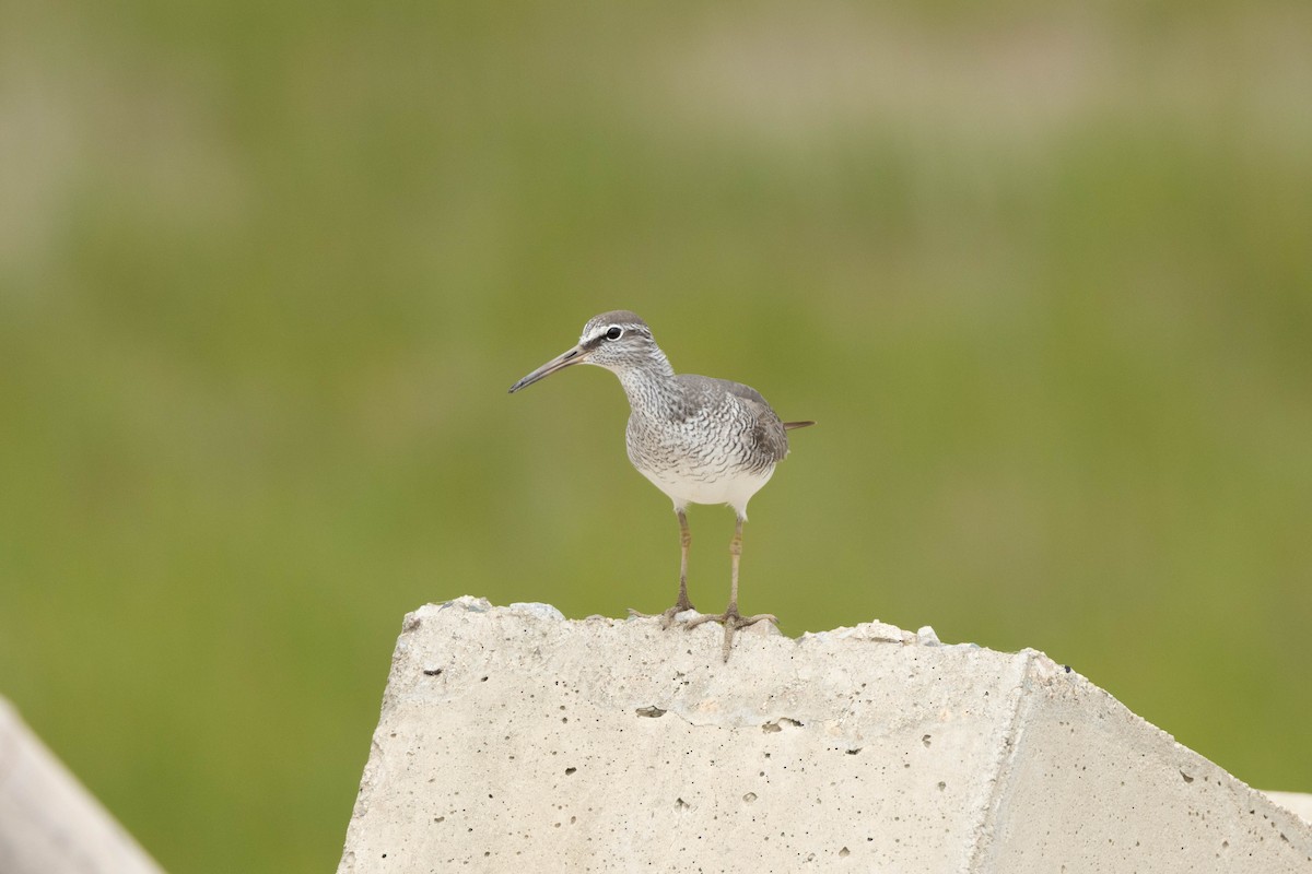 sibirvandresnipe - ML642830821