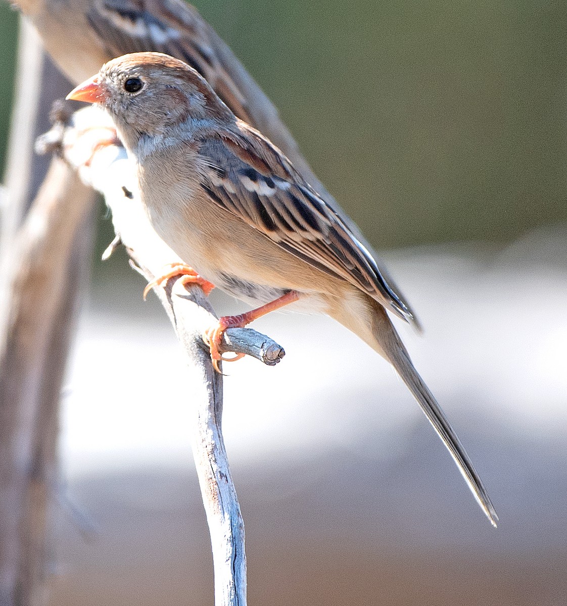 Field Sparrow - ML642830822