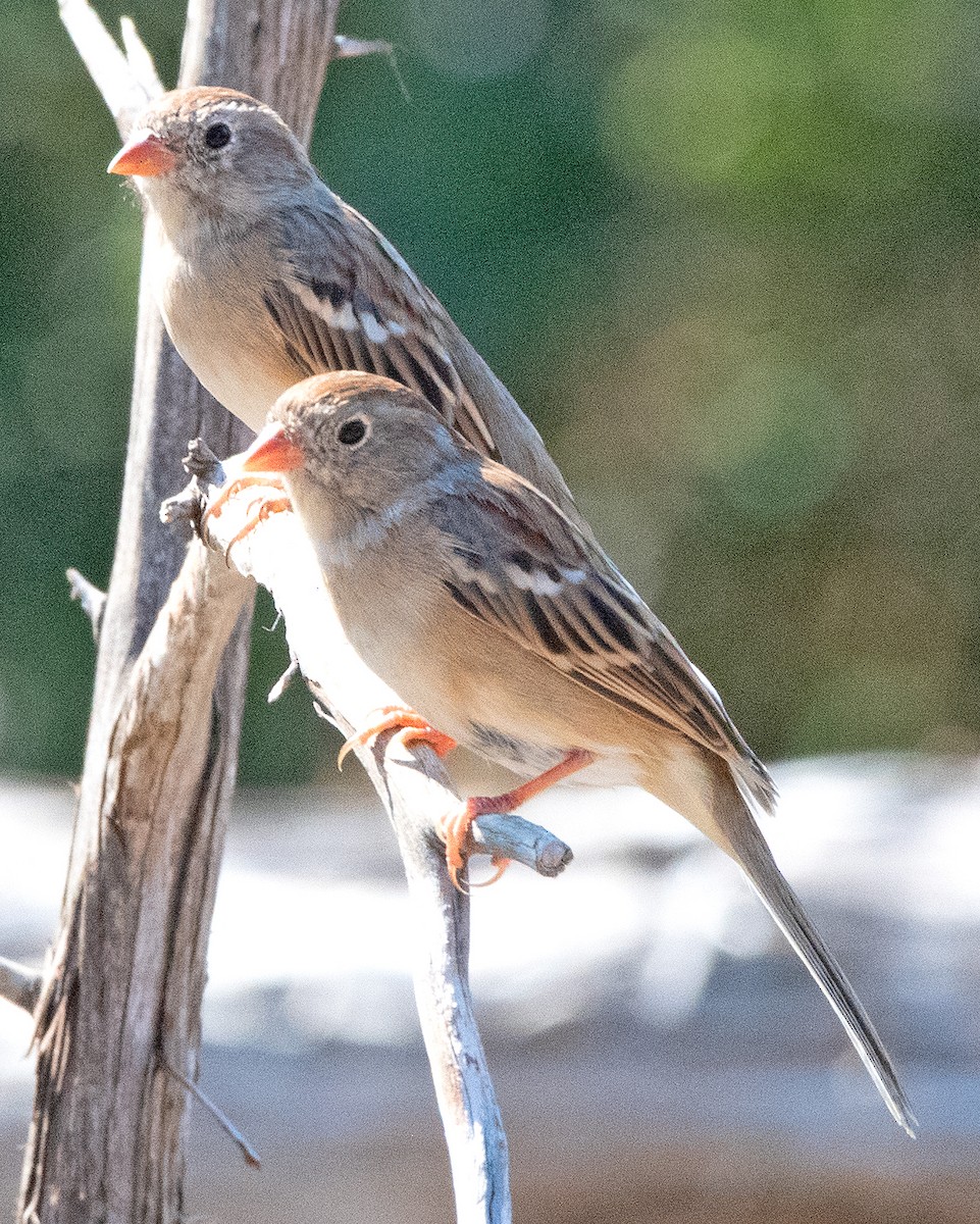 Field Sparrow - ML642830823
