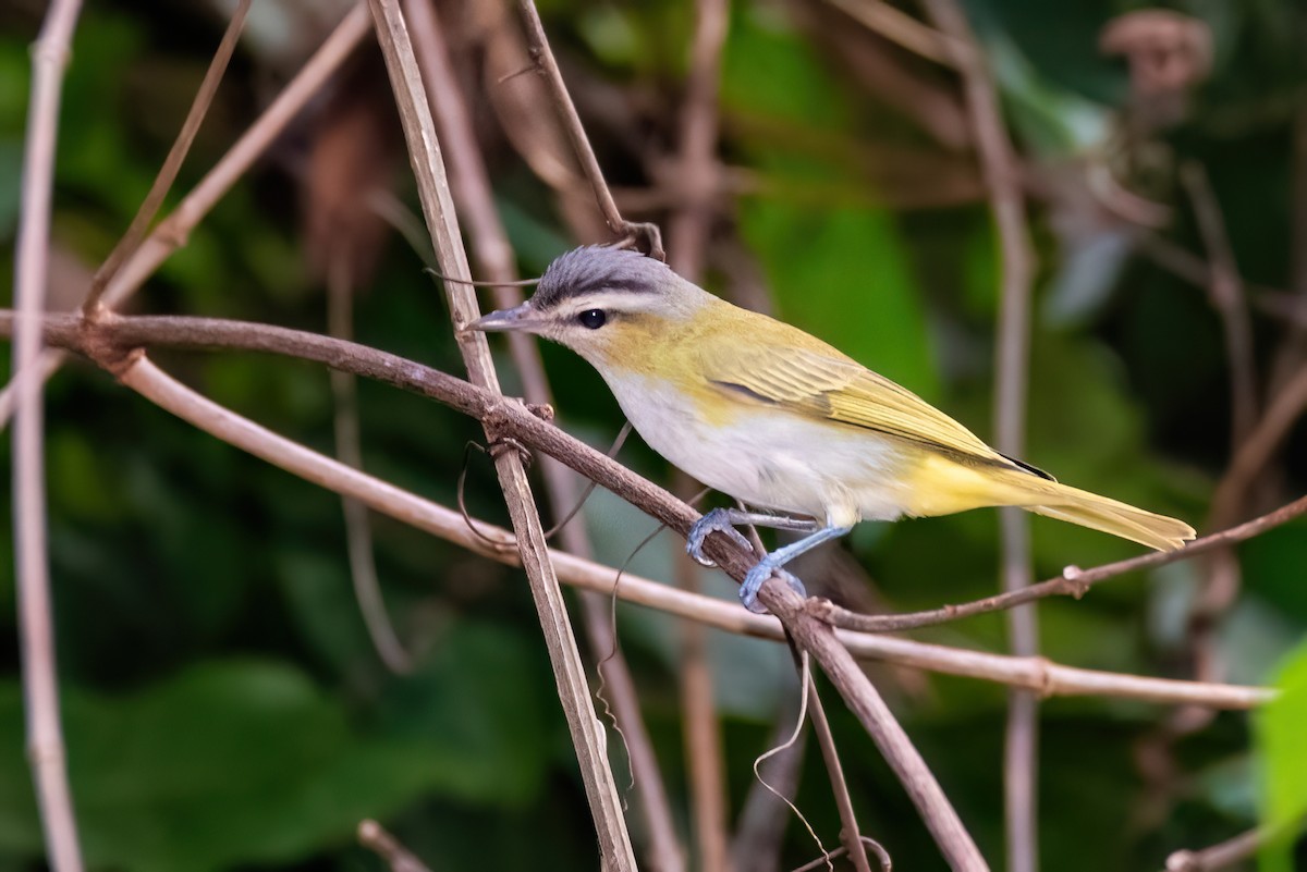 Chivi Vireo - ML642830829