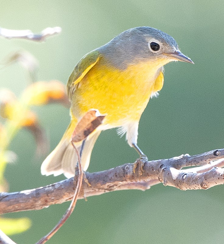 Nashville Warbler - ML642830838
