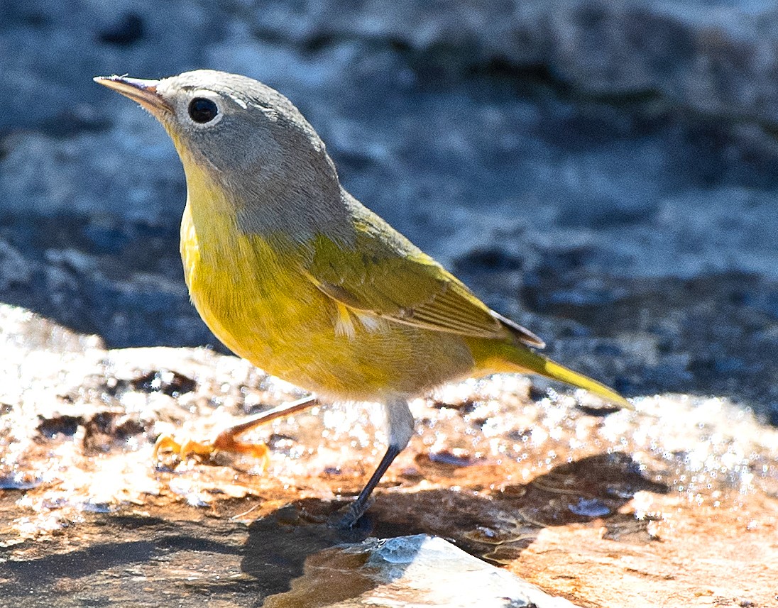 Nashville Warbler - ML642830839