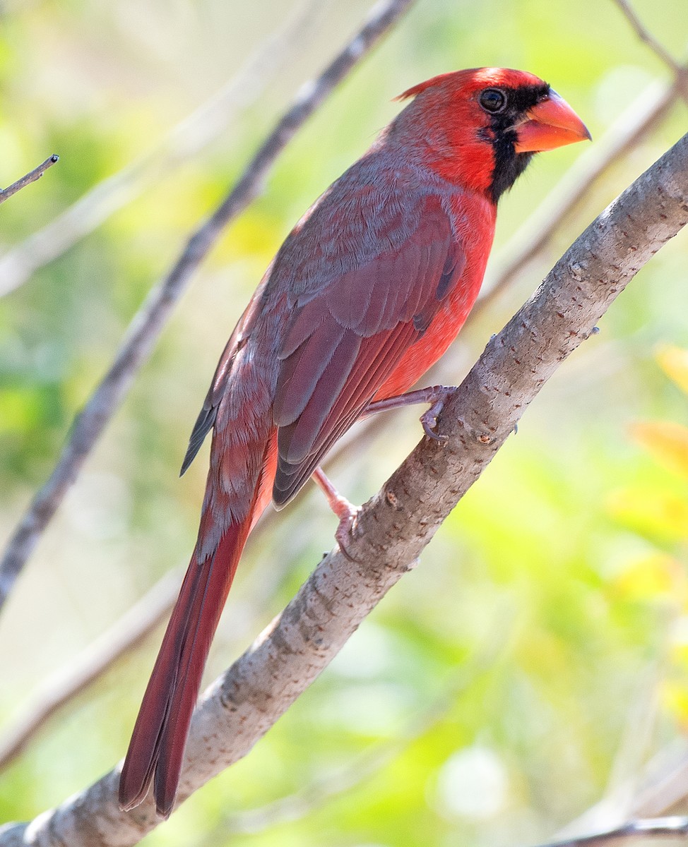 Northern Cardinal - ML642830855