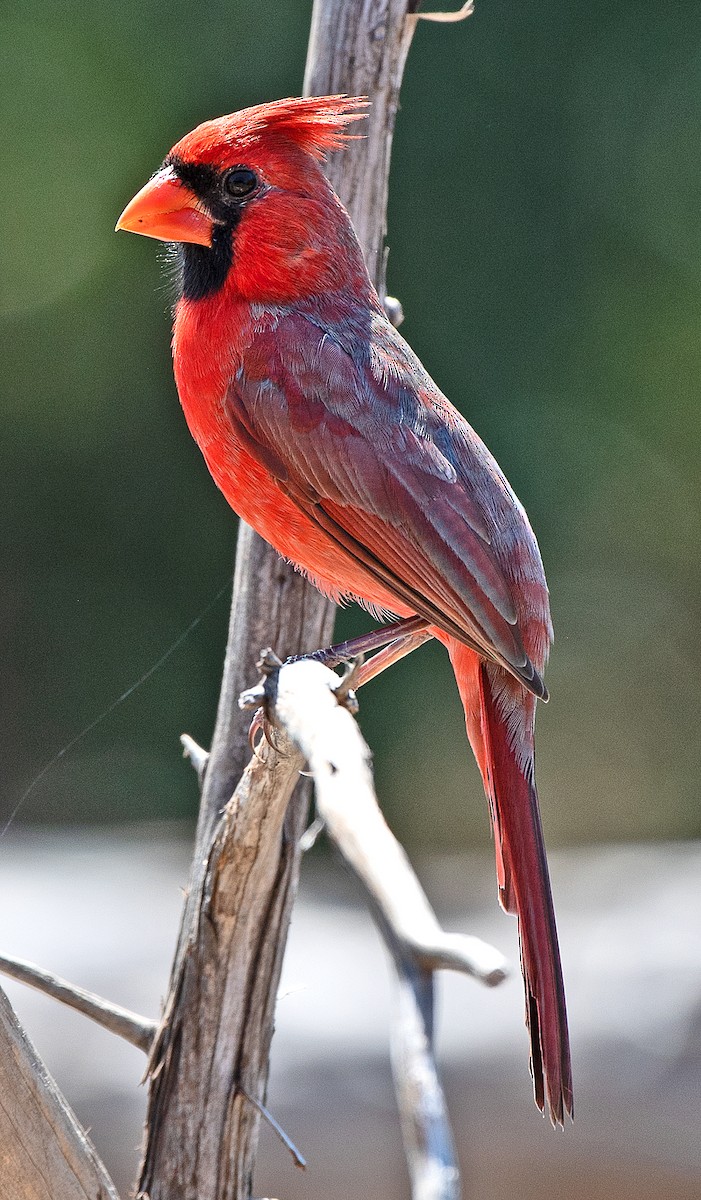 Northern Cardinal - ML642830856