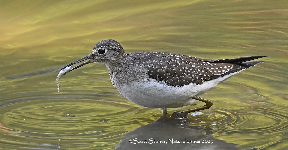 eremittsnipe - ML642830860