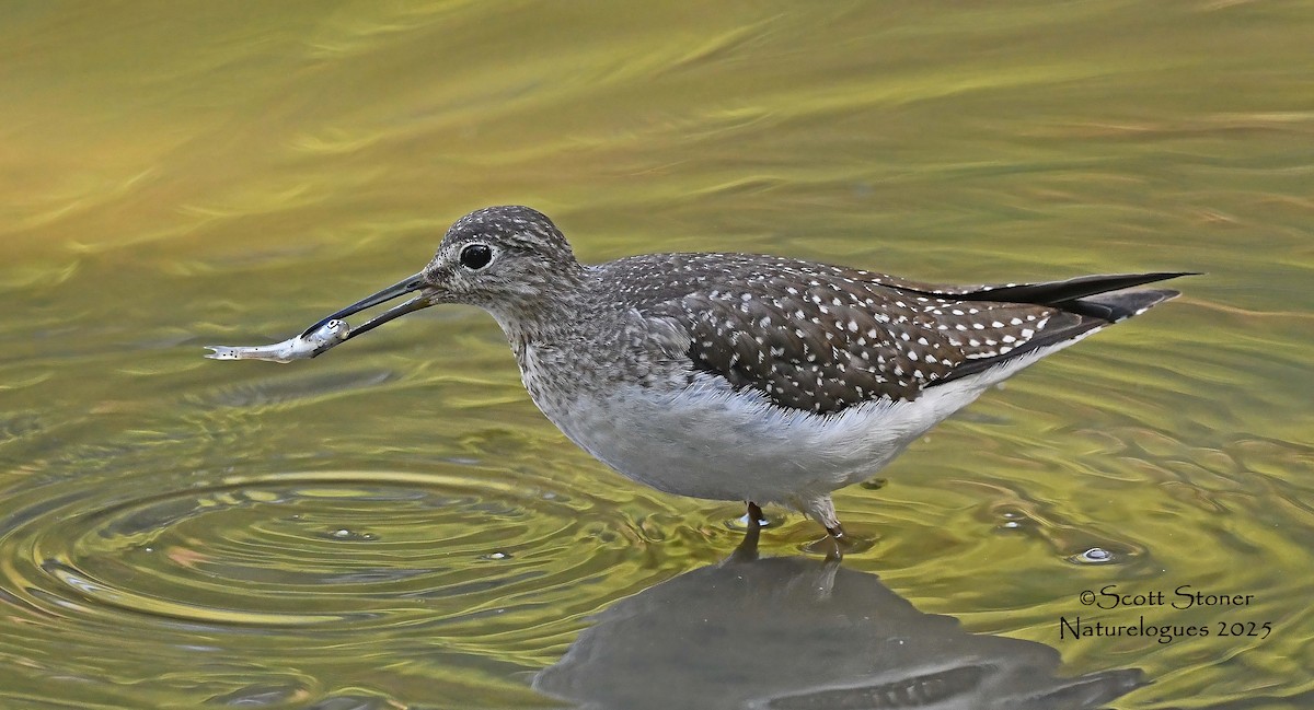 eremittsnipe - ML642830861
