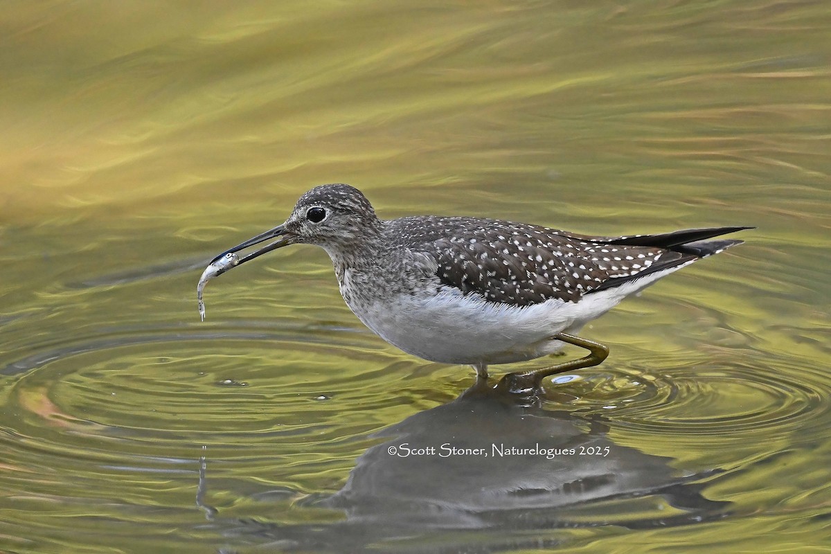 eremittsnipe - ML642830862