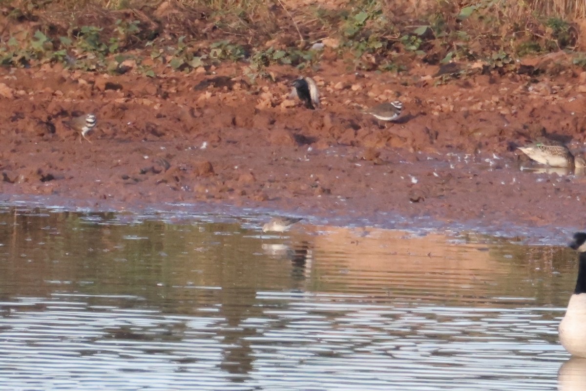 Stilt Sandpiper - ML642830863