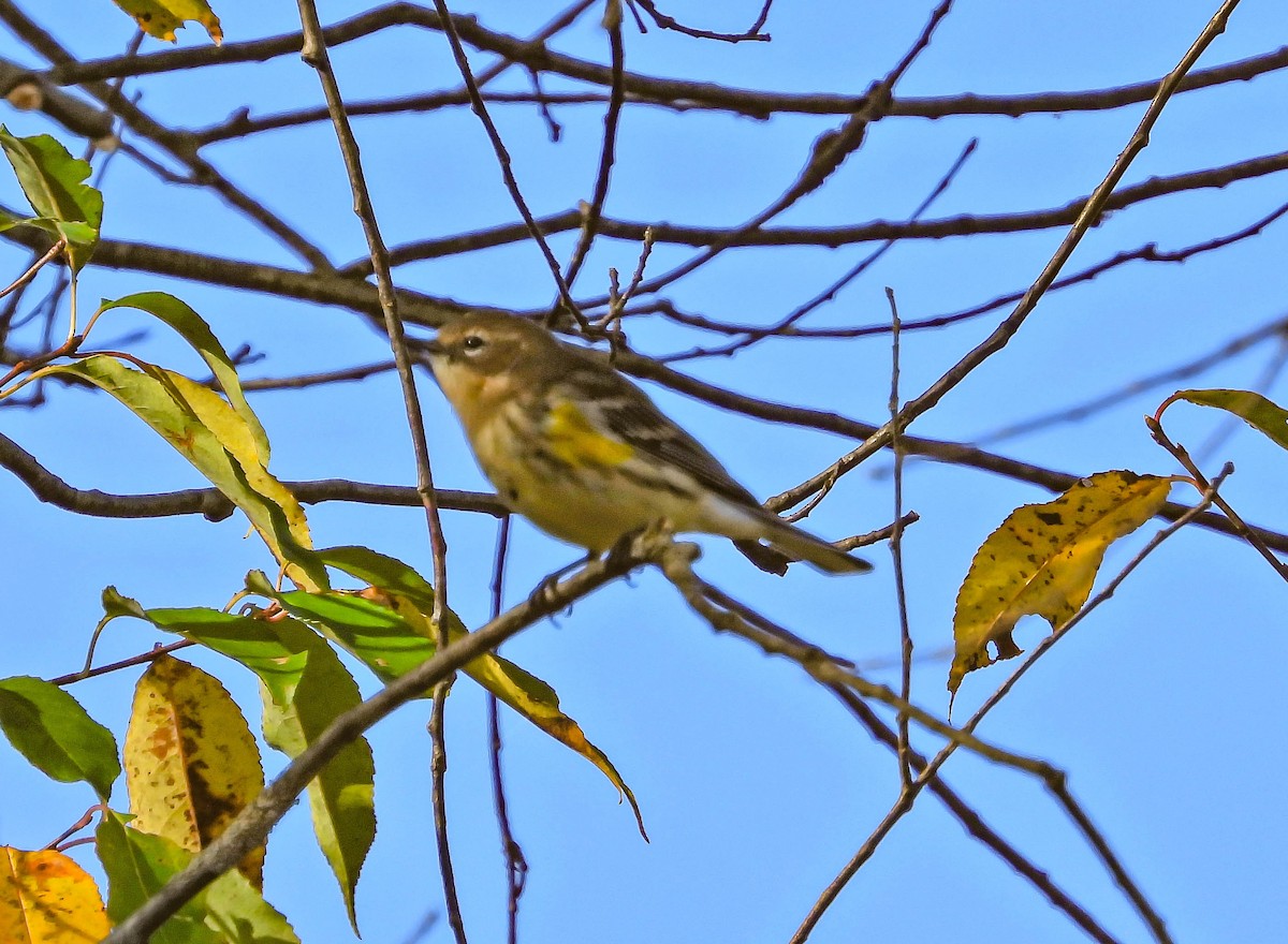 Yellow-rumped Warbler - ML642830869