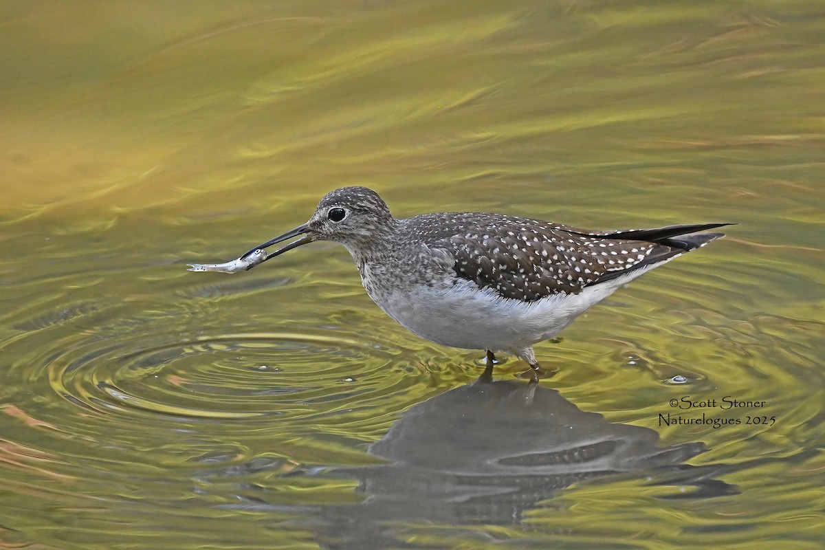 eremittsnipe - ML642830870