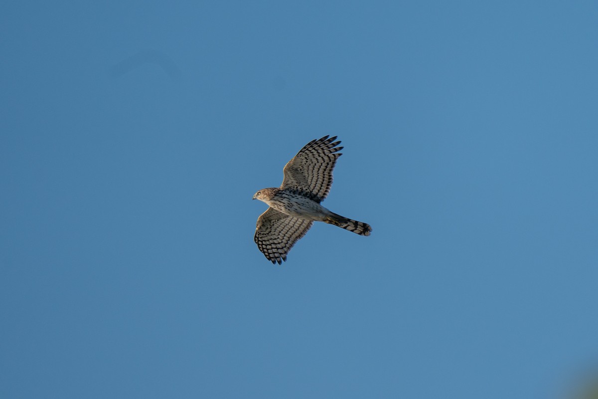 Cooper's Hawk - ML642830872