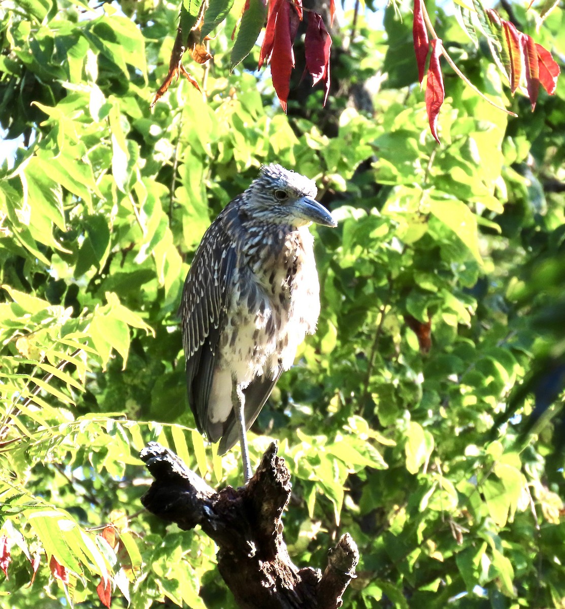 Yellow-crowned Night Heron - ML642830912