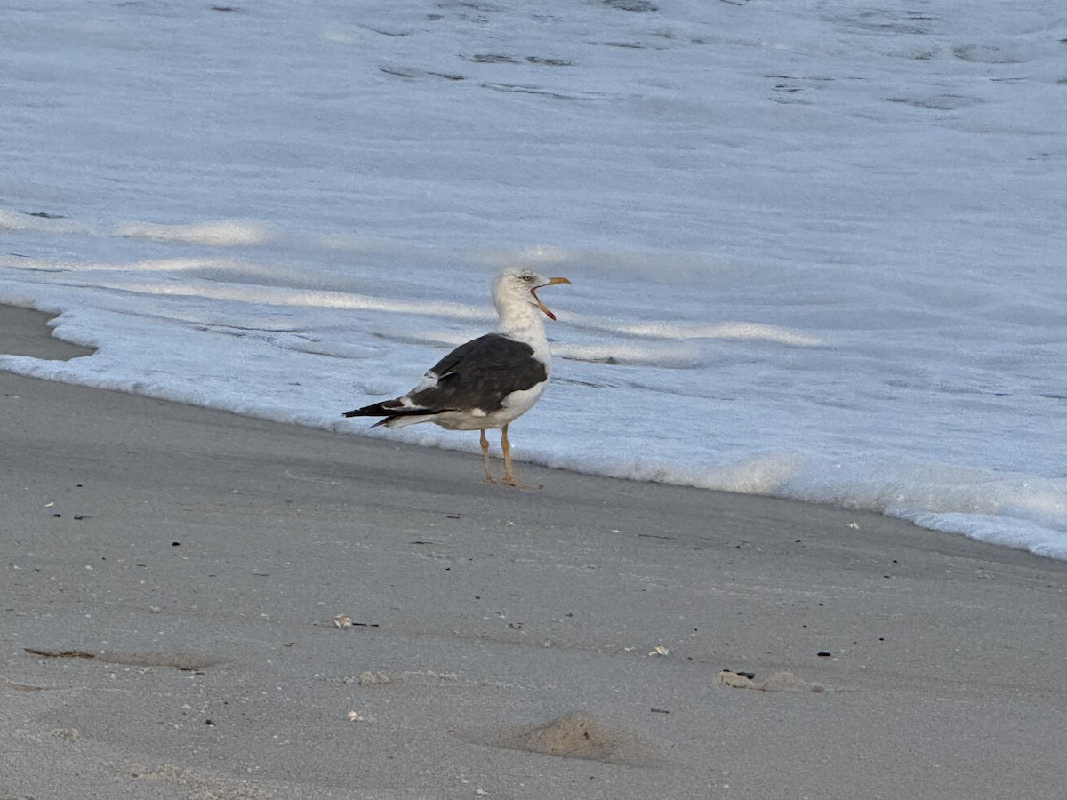 Lesser Black-backed Gull - ML642830919