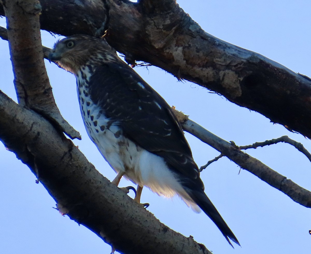 Cooper's Hawk - ML642830931
