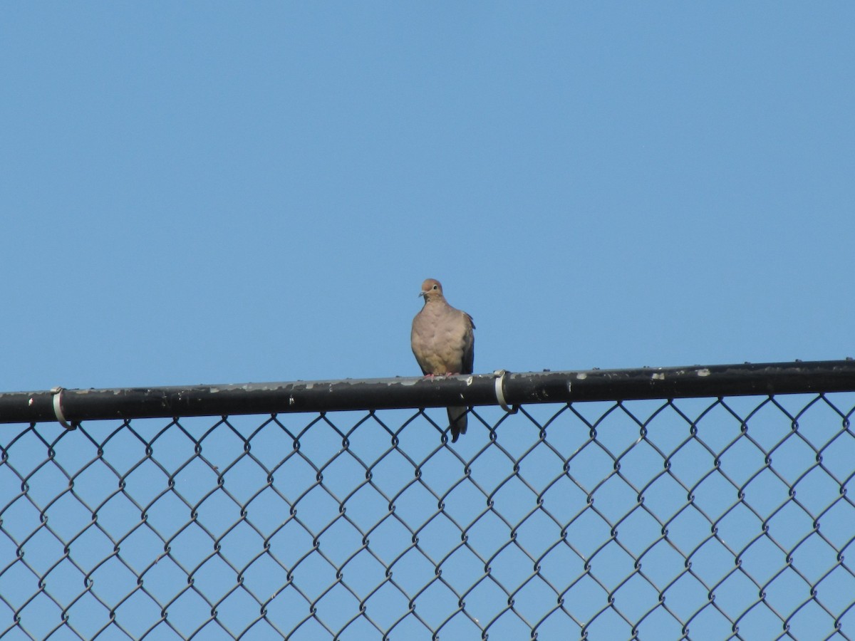 Mourning Dove - ML642830934